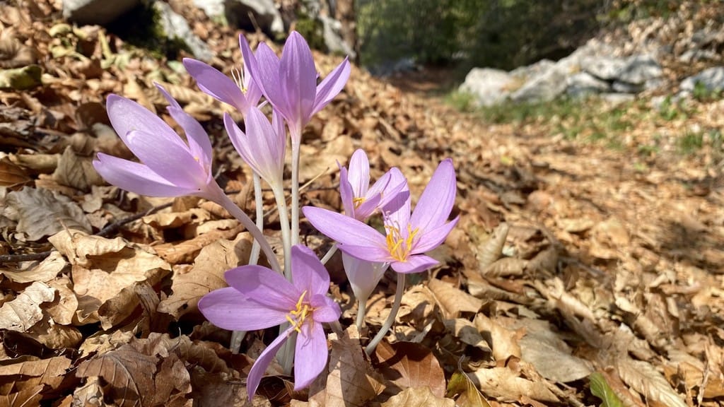 Fioriture
