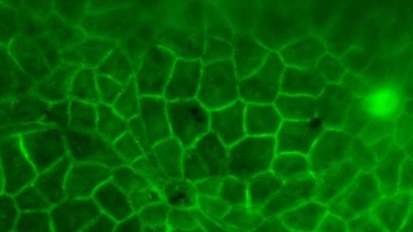 La CO2 cambiò le foreste 56 milioni di anni fa, scenario pronto a ripetersi 