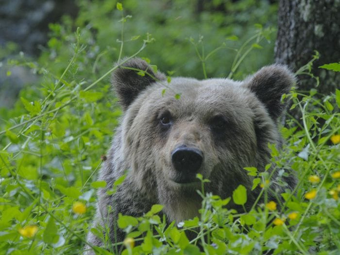 Cantina Tollo con il Parco Nazionale per tutelare l'orso marsicano